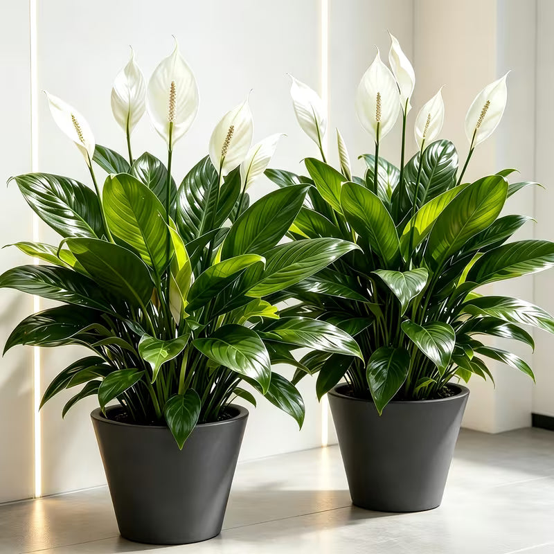 2pcs Set • 2026 Model High-Quality Large Artificial Magnolia Tree • Smooth Sailing Artificial