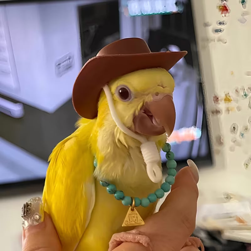 Parrot Toy Hat, Decorative Handmade Cowboy Hat, Bird Accessory, Photo