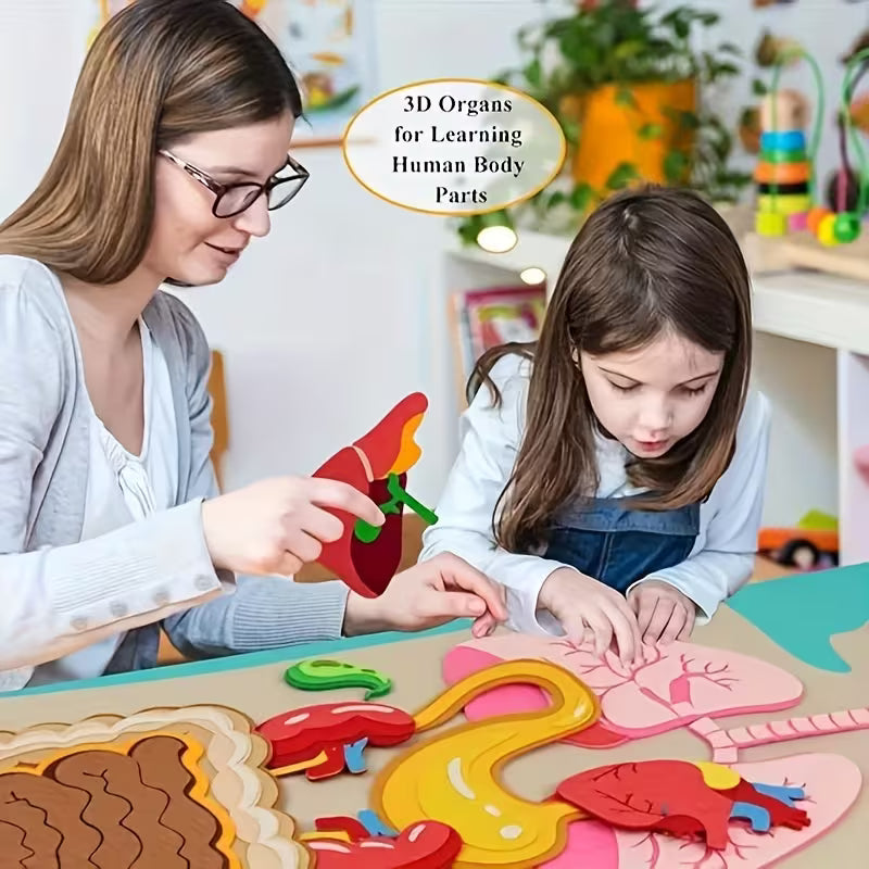 3D Human Organ Felt Toy