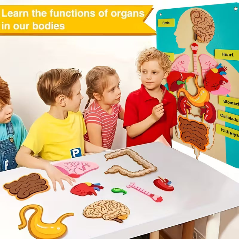 3D Human Organ Felt Toy
