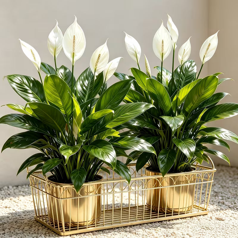 2pcs Set • 2026 Model High-Quality Large Artificial Magnolia Tree • Smooth Sailing Artificial